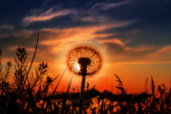 Одуванчик на закате