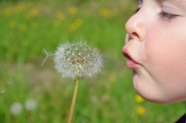 Одуванчик для детей