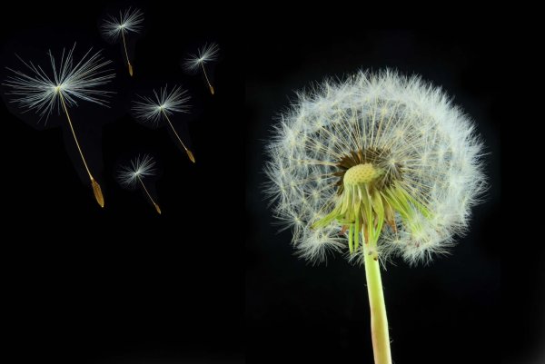 Одуванчик Куваева