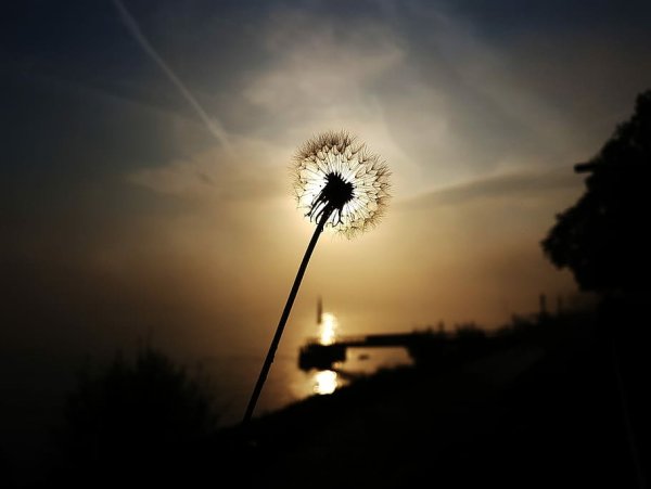 Одуванчики подсвеченные солнцем