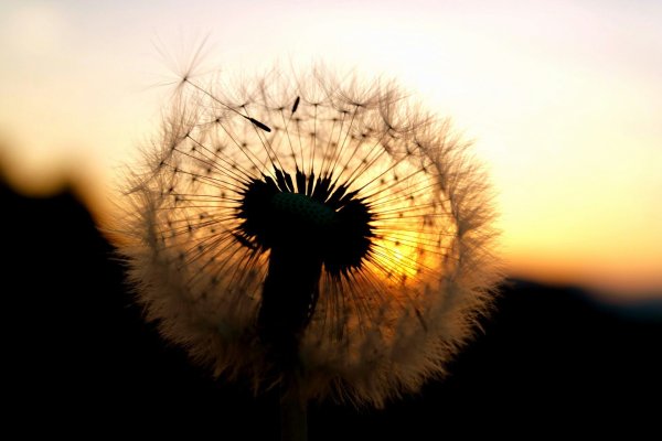 Обои одуванчик на закате
