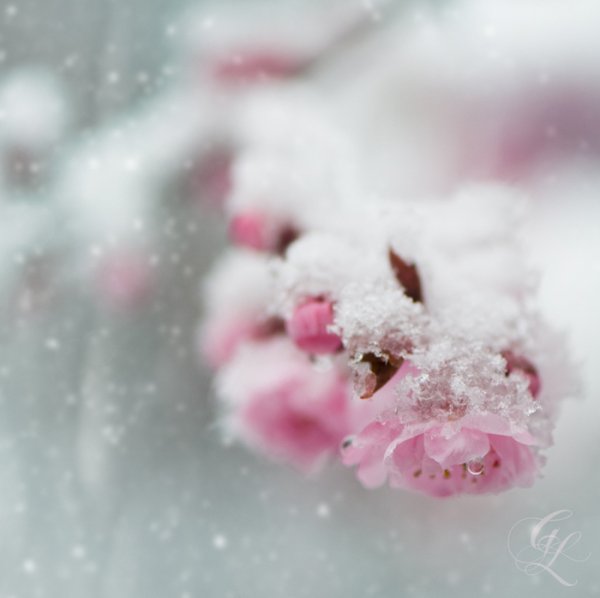Заснеженная нежность