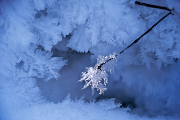 Снежная нежность нежная Снежность