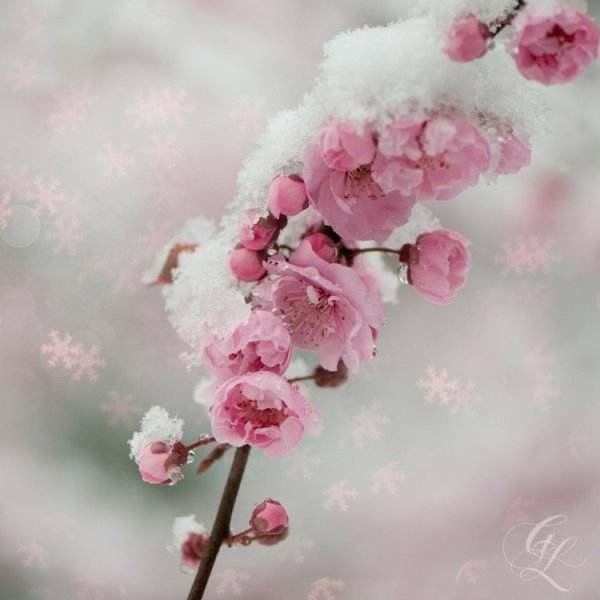 Зима в розовых тонах