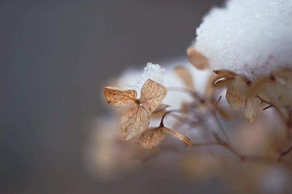 Нежная зима