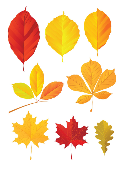 Листья деревьев