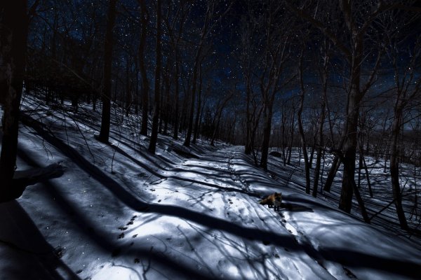 Зимний лес ночью