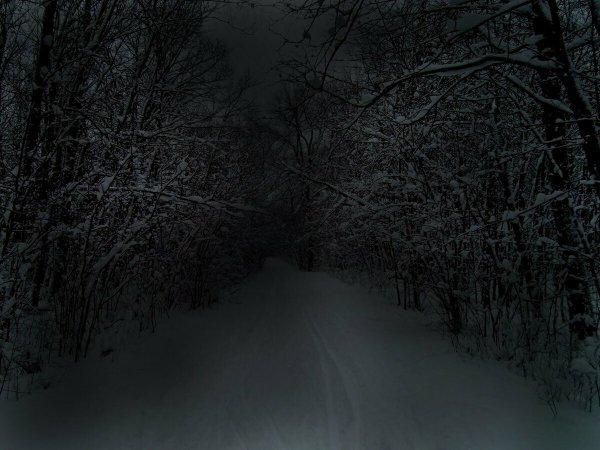 Зимний лес ночью