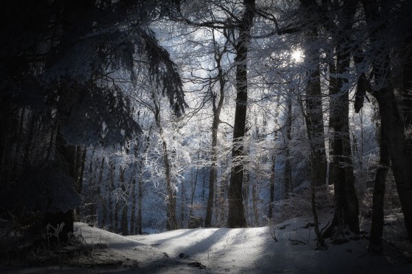 Дарк Винтер