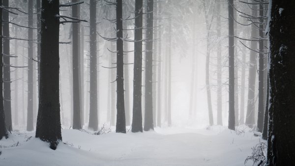 Страшный зимний лес
