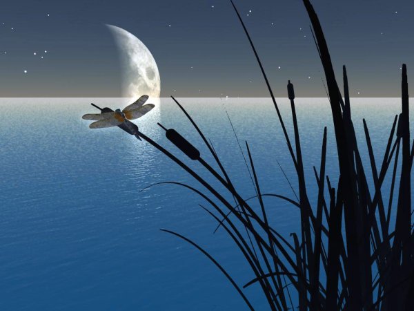 Ночь озеро камыши