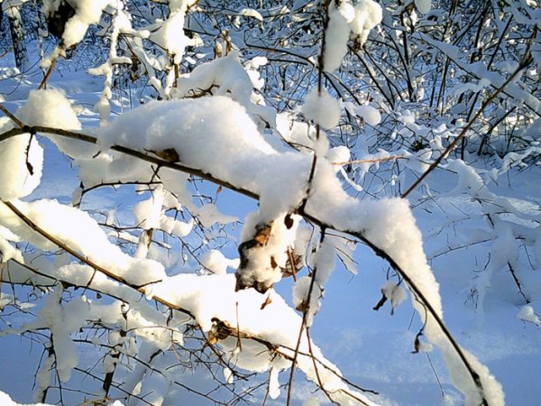 Бродский всюду снег