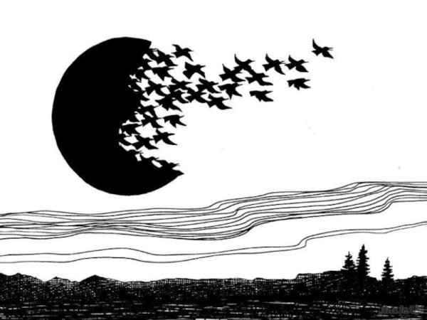 Природа Графика черно белая