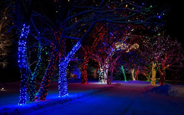 Деревья в гирляндах зимой