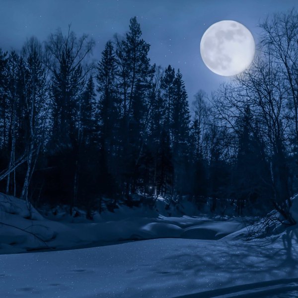 Полнолуние в зимнем лесу