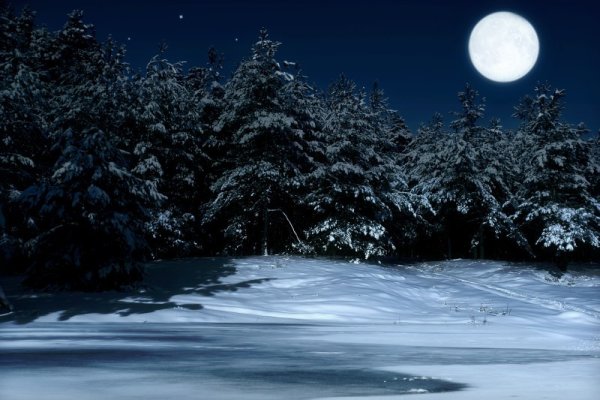 Снежный лес ночью