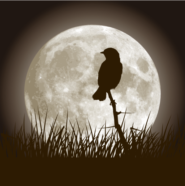 Соловей поет ночью