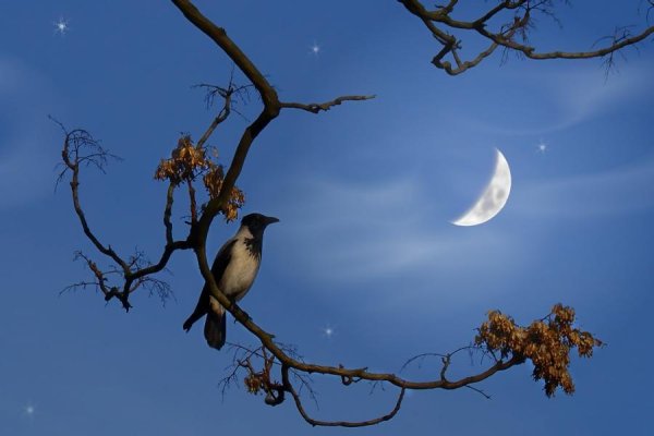 Соловей ночью