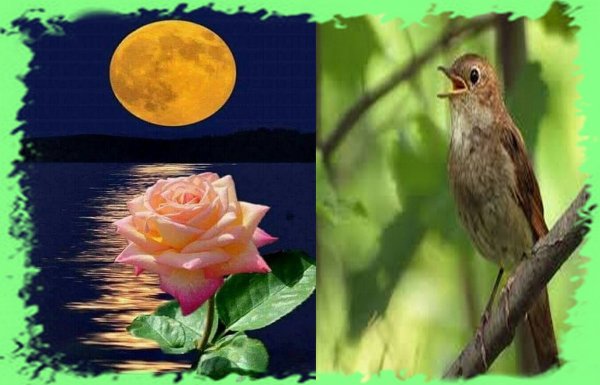 Ночь Луна роза Соловей