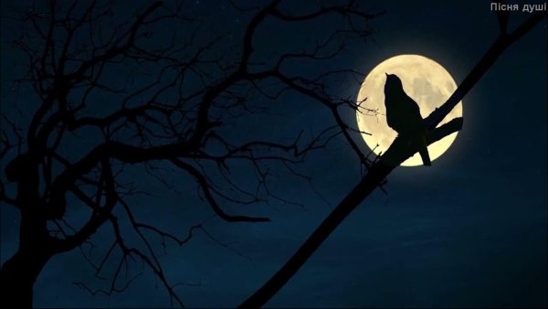 Соловьиная ночь