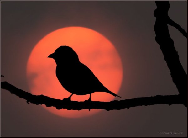 Силуэт птицы на закате