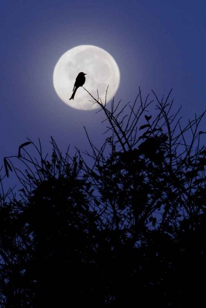 Луна и птицы