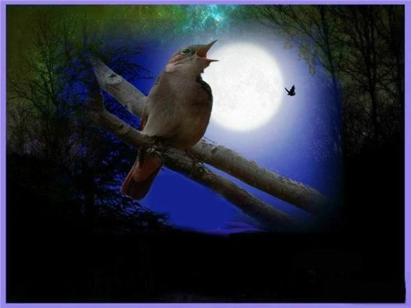 Вечер птицы