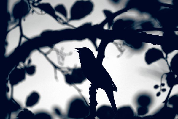 Соловей ночью