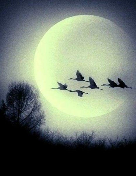 Луна и птицы