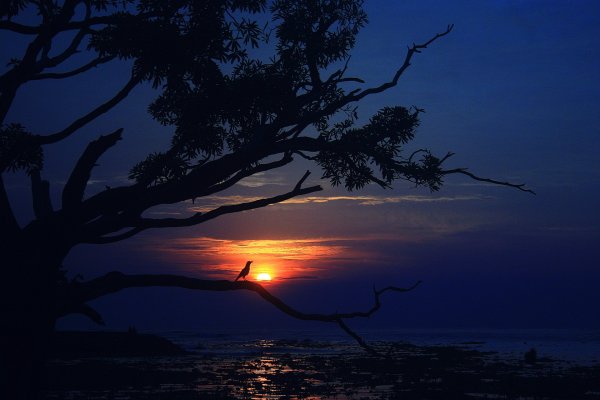 Ночной пейзаж с деревьями