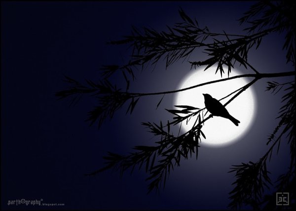 Птицы в ночном небе