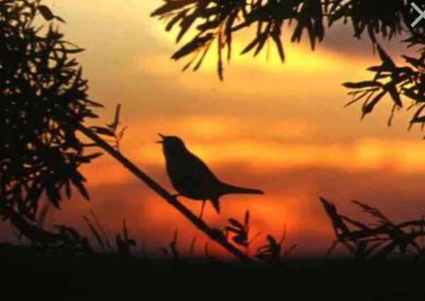 Соловей поет ночью