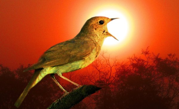 Птицы на заре