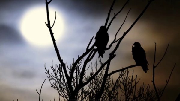 Соловей ночью