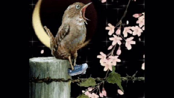 Поющие ночные птицы