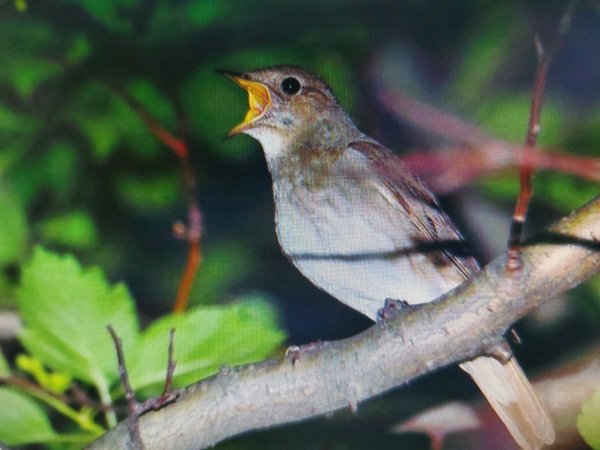 Соловей птичка певчая