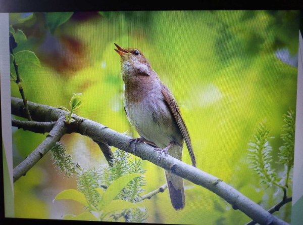 Соловей Соловушка