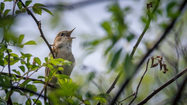 Соловьиная роща Соловей