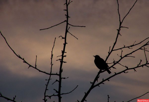 Птицы ночью