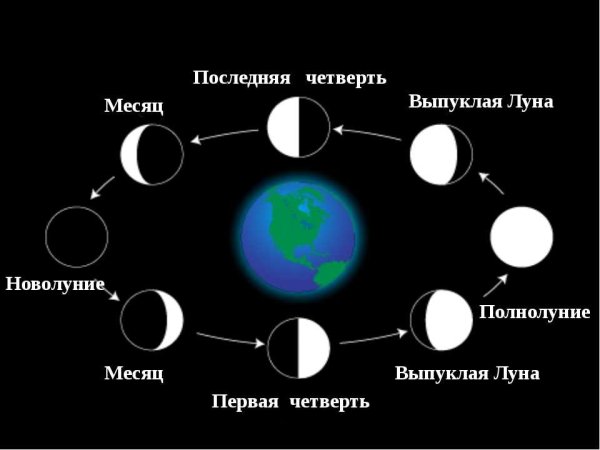 Фазы Луны новолуние первая четверть
