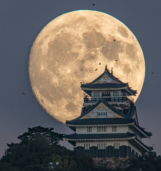 Любование луной в Японии