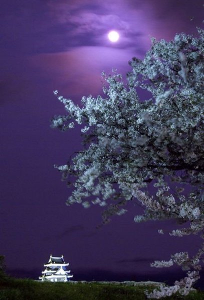 Сакура ночью