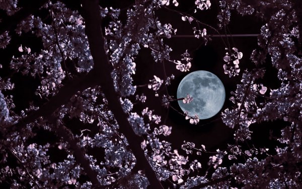 Ветка на фоне Луны