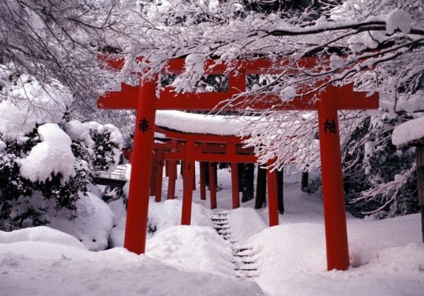 Врата тории и Сакура