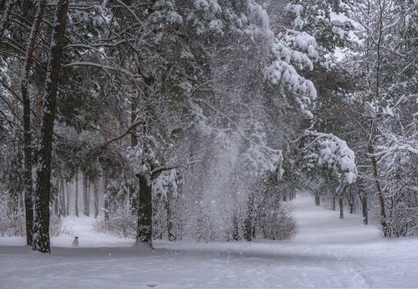 Сильный снегопад в лесу