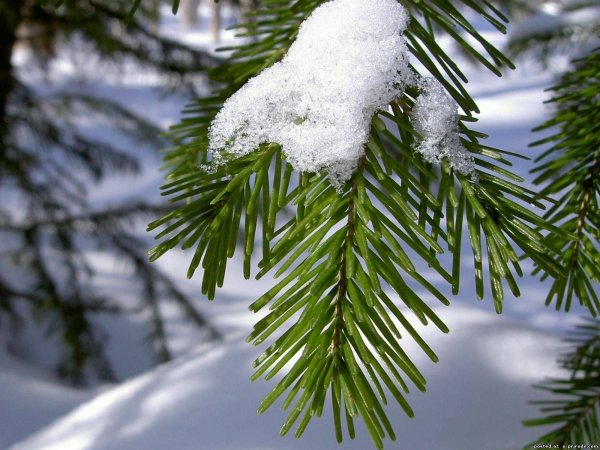 Еловые лапы в снегу