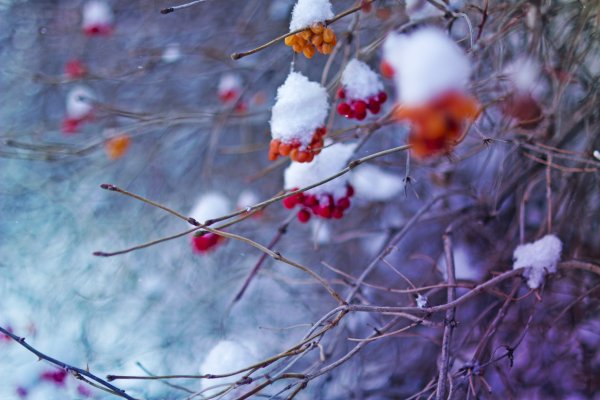 Зимняя рябина