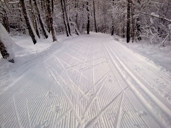 Лыжня в лесу