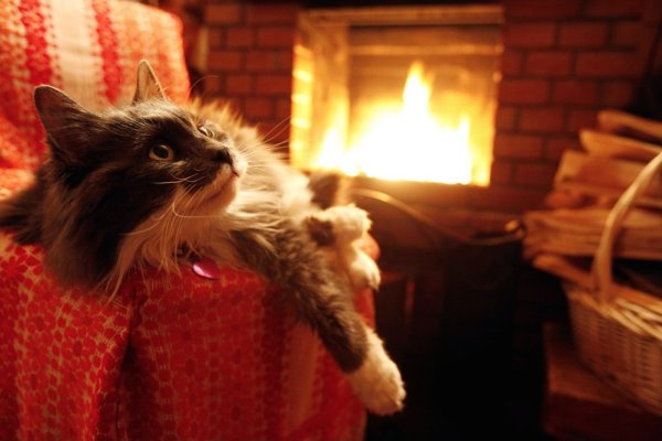 Уютные коты