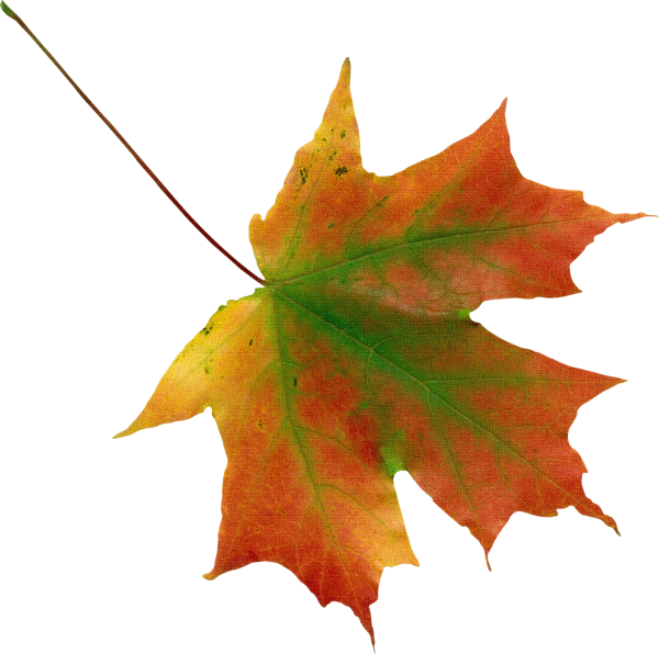 Осенний кленовый листок